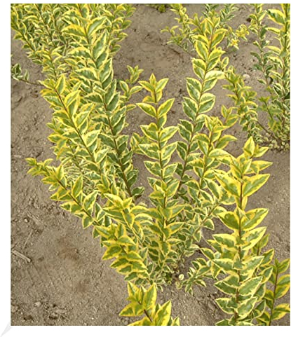 BALDUR Garten Gold-Liguster, 1 Pflanze, Ligustrum ovalifolium Aureum Ligusterhecke, wintergrün, winterhart, mehrjährig, blühend, schnellwachsende Heckenpflanze