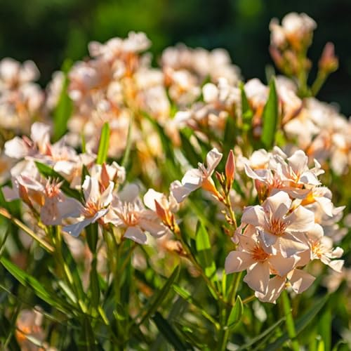 5 pcs Oleander Winterhart Samen - Blumen Samen Mehrjährige, Kübelpflanzen Nerium oleander - Blumensamen, Garten Balkongewächshäuser, Frühlingsblumen bio saatgut geschenke für gärtner