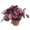 Verdecora Begonia Rex | Planta de los mil colores | Planta natural de interior en maceta de Ø13cm (Tonos Rojos) (altura total aproximada 20-25cm)