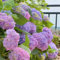 Bulbi di ortensia Bulbi di ortensia tuberi bulbi piantagione ornamenti perenni giardino facile da coltivare ornamenti in vaso-1bulbi-A