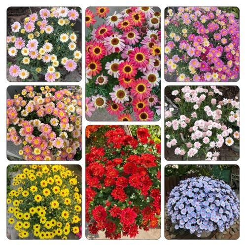 semi di margherita - Argyranthemum frutescens, a primaverile rialzata estivi selvatici in vaso interno balcone 700pcs