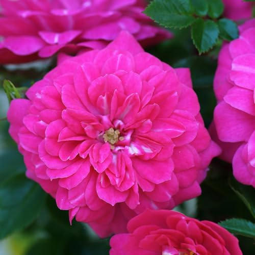 Zwergrose 'Knirps'®, kräftig rosa, Topf 3 Liter