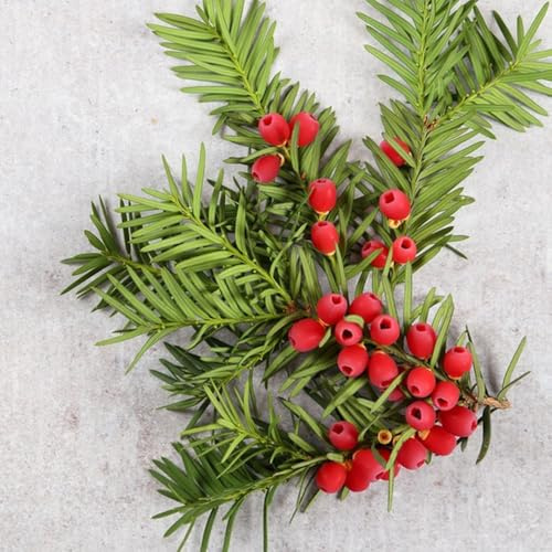 Semillas del Taxus baccata samen perennes resistentes crecimiento resistentes para jardín 75pcs