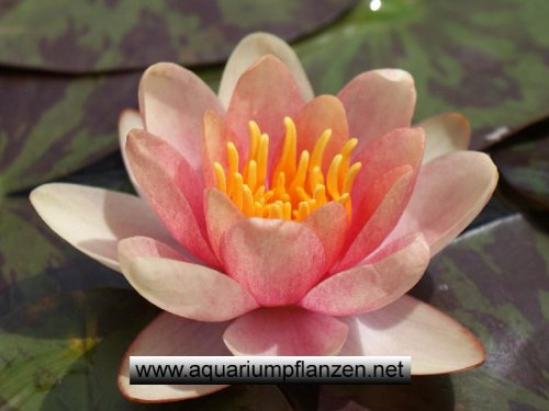 Zwergseerose Pygmaea Chrysantha, kupfergelb, 1 Stück