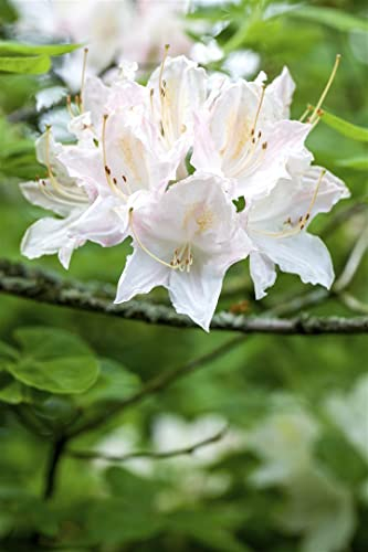 Rhododendron luteum 'Whitethroat' 40-50 cm - Azalee, weiße Blüten, Blütezeit Mai-Juni, ideal für Rabatten, bienenfreundlich, winterhart