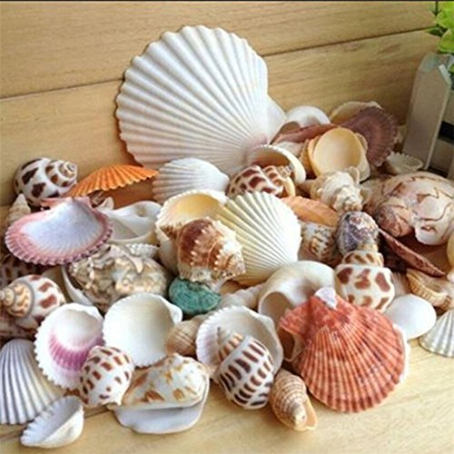 Gemini_mall Beach Sea Shells, Mixed Natural SeaShells Craft Wedding Garden Aquarium Decoration, 100g - Random Color and Pattern (Mixed)