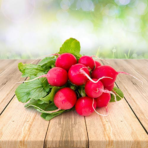Radis 250 x graines - Du Portugal 100% Naturel Sans Aide à La Culture Chimique Ni Génie Génétique, Juste de la Nature Pure