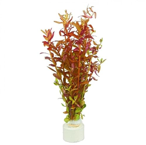 Rotala rotundifolia Blood Red - 1 bukett vattenväxter för akvarier