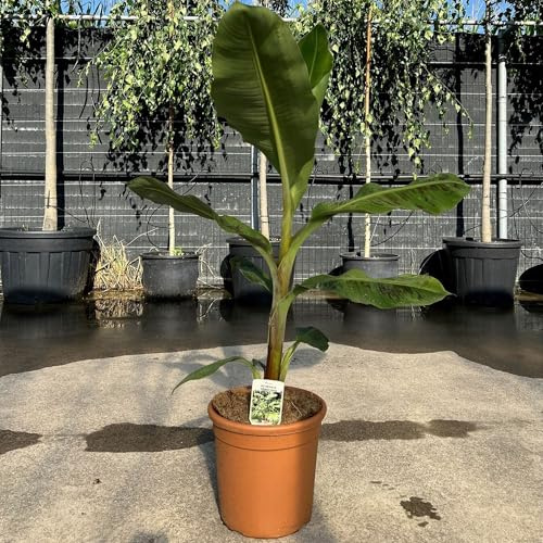 Vivai le Georgiche - Pianta vera di Musa acuminata Grand Nain Banano nano, Banana Chiquita - altezza alla vendita 80-100 cm