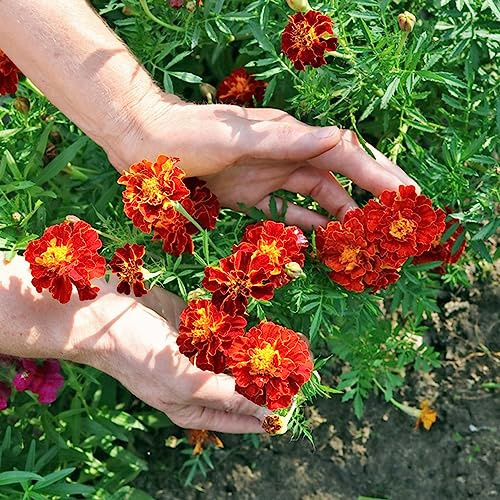 semi di calendula perenni - decorazione balcone giardino resistenti 1000pcs