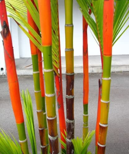 Lipstick Palm Cyrtostachys Renda 10+ Seeds