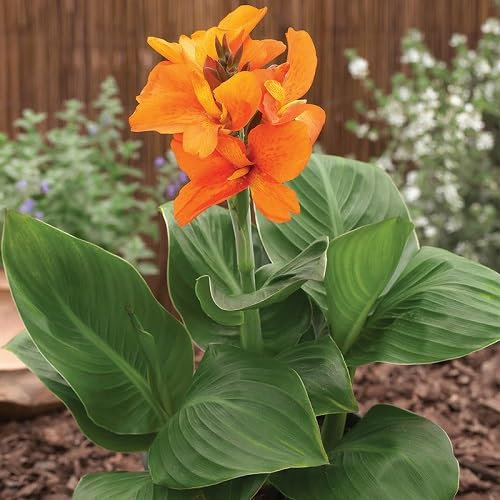 100 graines de fleurs de lys Canna fraîches