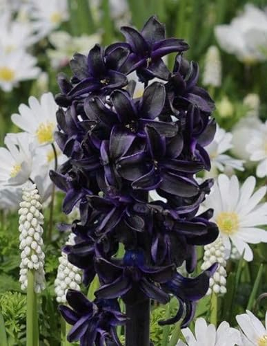 Ponak Neu Hyazinthe Blumensamen 20 Stück Schwarz
