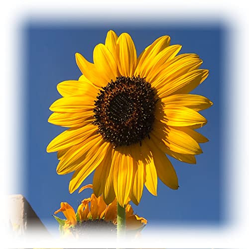 1Kg Giant Sunflower Seeds for Schools Clubs Bulk or Wholesale Ideal Plant for Children…
