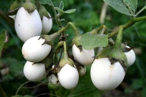 25 SEMI- MELANZANA BIANCA A UOVO AMBURGINE-Melanzana Solanum melogena
