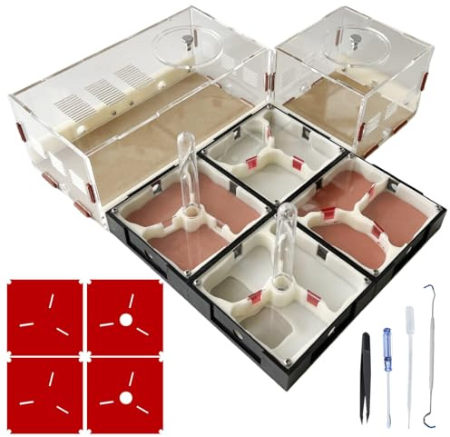 Ants Footsteps Ant Farm Nest Science DIY Terrarium Kit Care for Live Ants Ant Habitat with Water Tower Nurturing Room and Comprehensive Observation