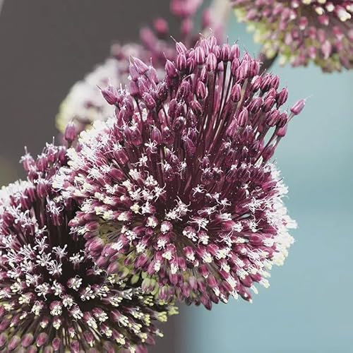 Allium amethystinum 'Red Mohican' / Ail Red Mohican/Conteneur de 1 à 1.9 litres/Vivace