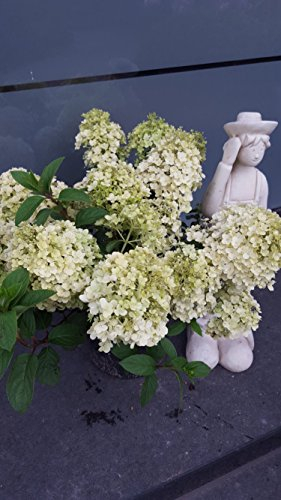 NEUHEIT! Rispenhortensie Hydrangea paniculata Bobo ® 30-40 cm im 5 Liter Pflanzcontainer