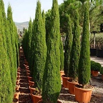 vegherb Italienische Zypresse Seeds (Cupressus sempervirens) 25 + Seeds