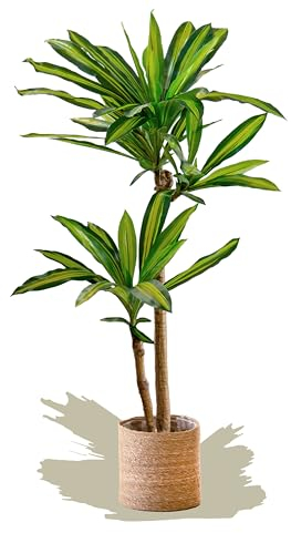 MAIA SHOP Dracaena artificiale 120 cm, pianta finta decorativa iperrealistica, albero tropicale per casa ufficio hotel e interni coperti