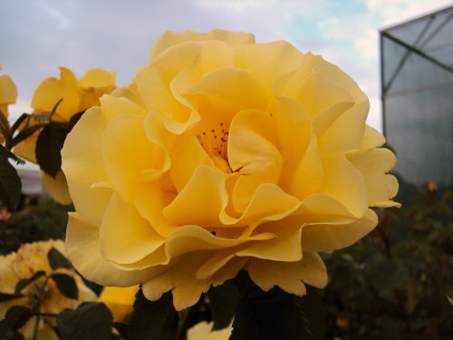 Kletterrose Golden Gate ® ADR 2006 Containerrosen im großen 7,5 Liter Topf