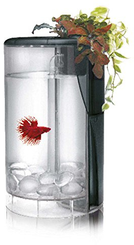 Ocean Free Kit Betta Flora LED 2L, Acuario Híbrido con Sistema de Hidroponía, Bettera con Luz LED, Divisor para Dos Peces y Piedras Decorativas Incluidas, 15 x 15 x 25 cm, Negro
