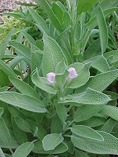SALVIA (Salvia officinalis) SEMI