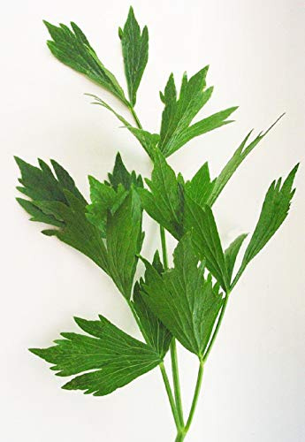 Lovage Herb Seeds - 100 Count Seed Pack- Non-GMO - an herb That Tastes Like Celery, with Undertones of Parsley and a hint of Anise. - Country Creek LLC
