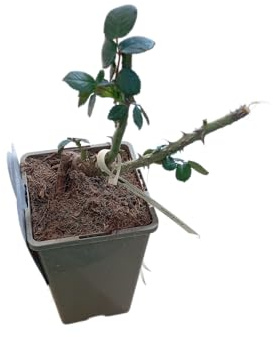 Rosal Rosa en Maceta Planta Natural con Flores Vivas Ideal para Jardines