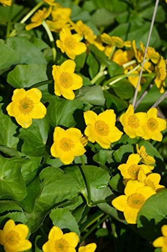 Semi/Packet 200 Caltha palustris Tagete di palude