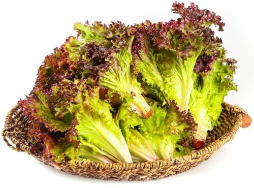 semillas de lechuga - semillas ajedrea lechuga silvestres de hoja oficina 100pcs