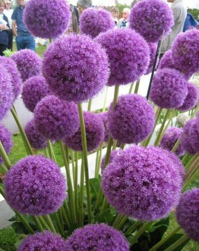 ALLIUM IMPORTATI Bulbi da fiore, 100% GERMINETION