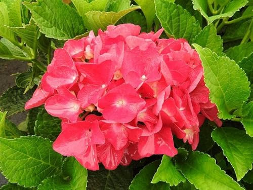 Hydrangea macrophylla Plant in 9cm Pot - Ready to Plant | Perfect Plant for Summer Colour (Apengluhen)
