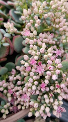 Sedum sieboldii 'Bright Pink ' / Orpin de Siebold/Conteneur de 2 à 2.9 litres/Succulente