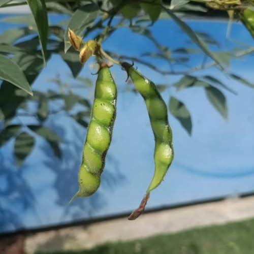 comprar semillas de frijol arbustivo jardín, raras trepadoras resistentes balcón invernadero resistentes 100pcs