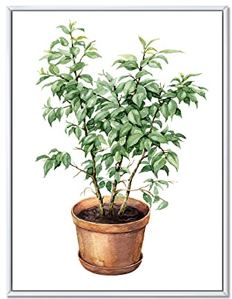 DesignQ Ficus Benjamina In Clay Flowerpot - Traditional Framed Canvas Wall Art Print