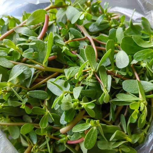Semillas de verdolaga resistentes y orgánicas raras, orgánicas, verdolaga culinarias, 600pcs
