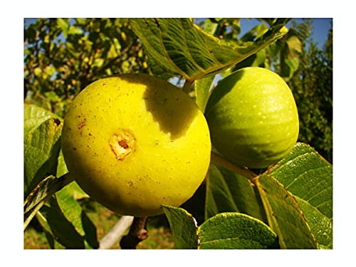 Common Fig Dottato, Ficus carica Dottato, Cold Tolerant, yellowy Green Fruit, self Fertile, Rarely Offered, Great for UK Climate, 10-15cm Plant in a 9cm Pot