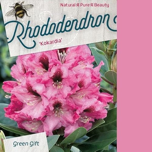 Rhododendron 'Kokordia' 40-50 cm pot | Arbuste persistant, floraison bicolore décorative, parfait en haie & jardin