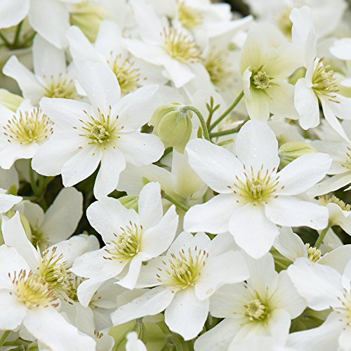 Outdoor Garden Fragrant Climbing Plant Clematis Hardy Shrub, Producing Evergreen Foliage & Masses of Spring White Flowers 1 x 15cm Clematis Avalanche by Thompson & Morgan