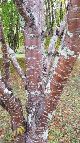 Prunus maackii 'Amber Beauty' (De greffe) / Cerisier de Mandchourie/Godet Anti-Chignon/Arbre-Arbuste d'ornement