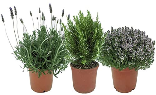 Pack de 3 Plantas Aromáticas para Cocinar: Lavanda + Romero + Tomillo Plantas Naturales de Interior y Exterior