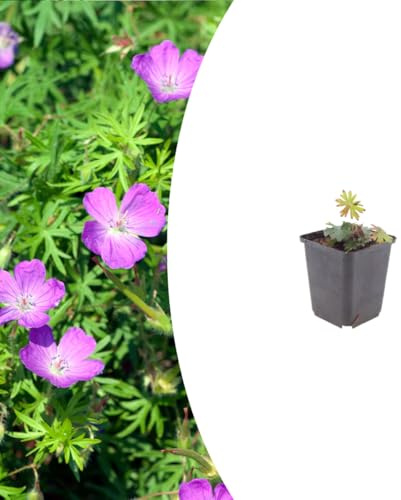 Geranium sanguineum | 6 stycken - 10-25cm - Ø9cm - Trädgårdsväxt