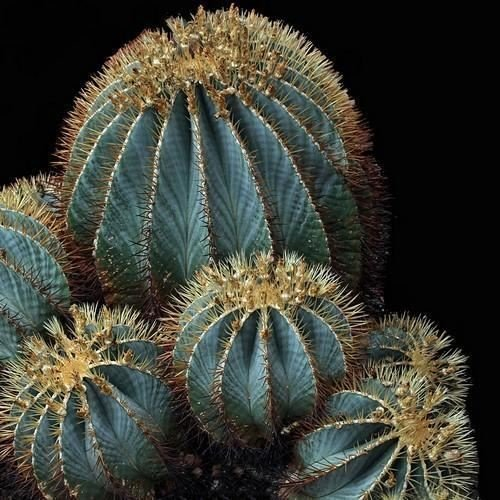 Bleu Barrel Graines Cactus (Ferocactus glaucescens) de 20 graines