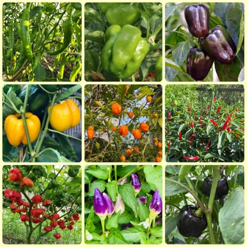 semillas de chile, chile, extremadamente picantes pimiento annuum, regalos para jardineros aficionados para los amantes del jardín 60pcs