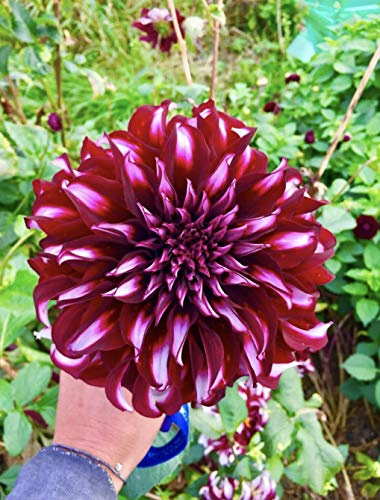 3 MIXED DAHLIA DINNER PLATE X 3 TUBERS/BULBS-SUMMER FLOWERING HUGE FLOWERS