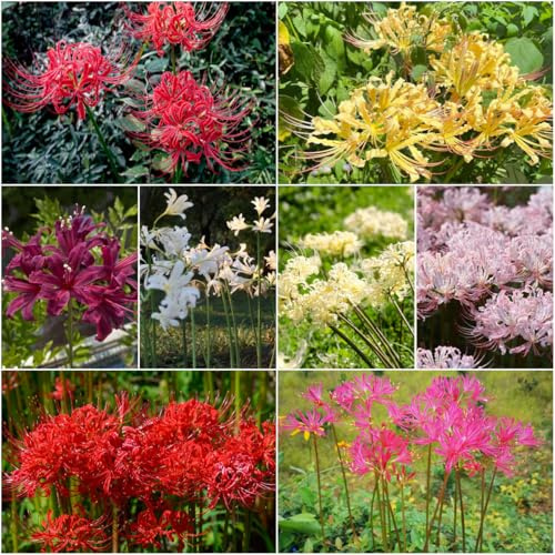 Bulbos de lirio araña - de jardín interior bulbos bonsái jardín lirio araña decoración temprana perennes resistentes Comprar 9pcs