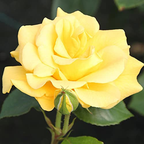 Golden Wedding Rose ‘Precious Gold’, 50th Wedding, Golden Anniversary, Unique Living Plant Gift, Bush Rose Rosa Floribunda, Hardy Shrub, Scented, Yellow Flowers, 1 x 3-Litre Potted Plant by Suttons
