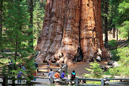 SEMILLAS ECOLÓGICAS DE SECUOYA GIGANTE PROCEDENTES DE ÁRBOLES MILENARIOS Y CENTENARIOS