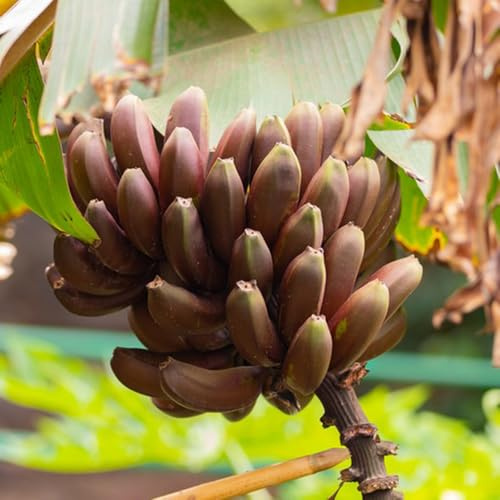 Semi di banana, da frutto vecchie varietà per esterni banana semi rari frutteto fresca comprare 55pcs